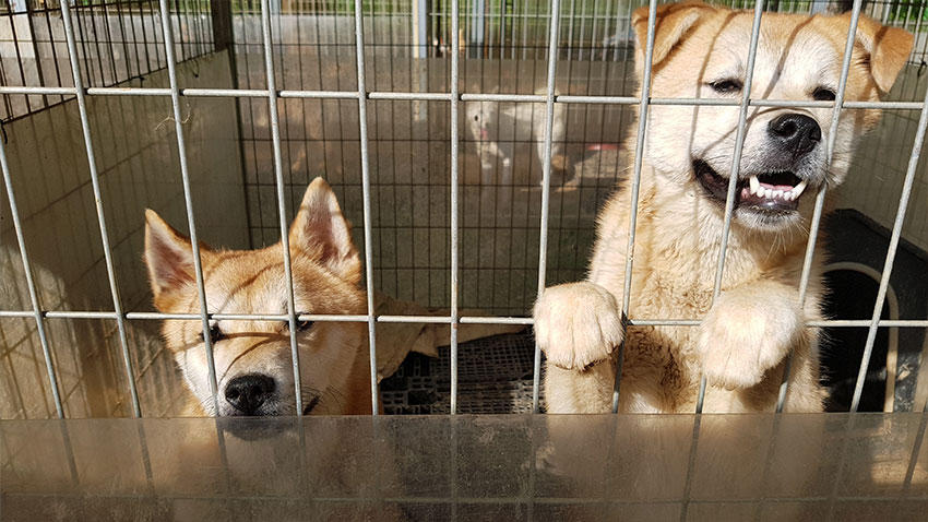 Shelter dogs in Korea