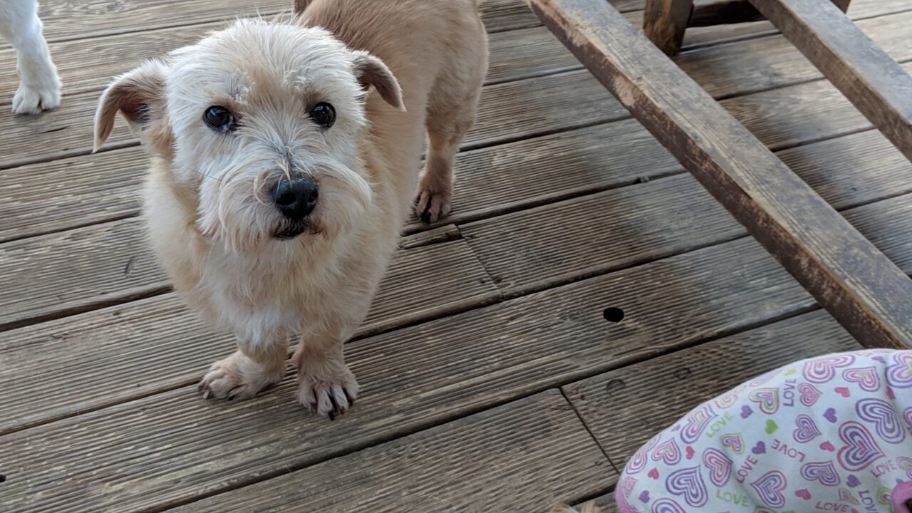 Haedal is a Small Male Terrier mix Korean rescue dog