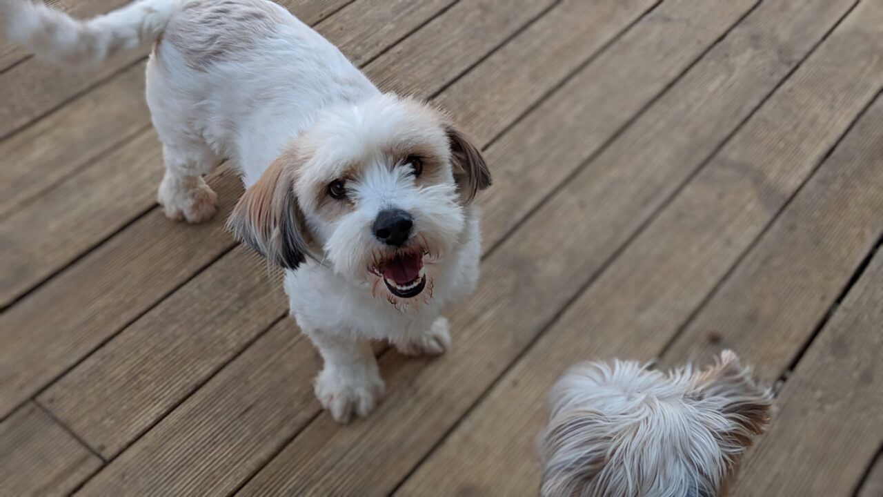 Chilsung is a Small Male Terrier mix Korean rescue dog