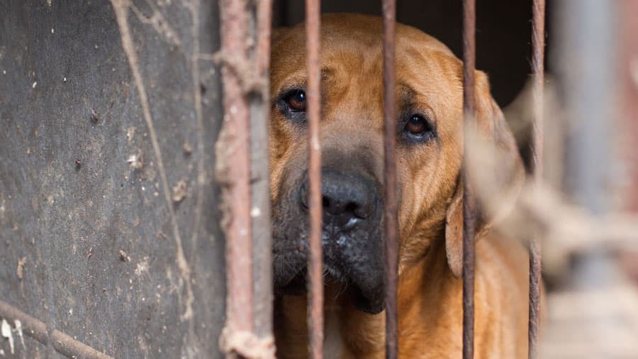 A dog caged in a dog meat farm
