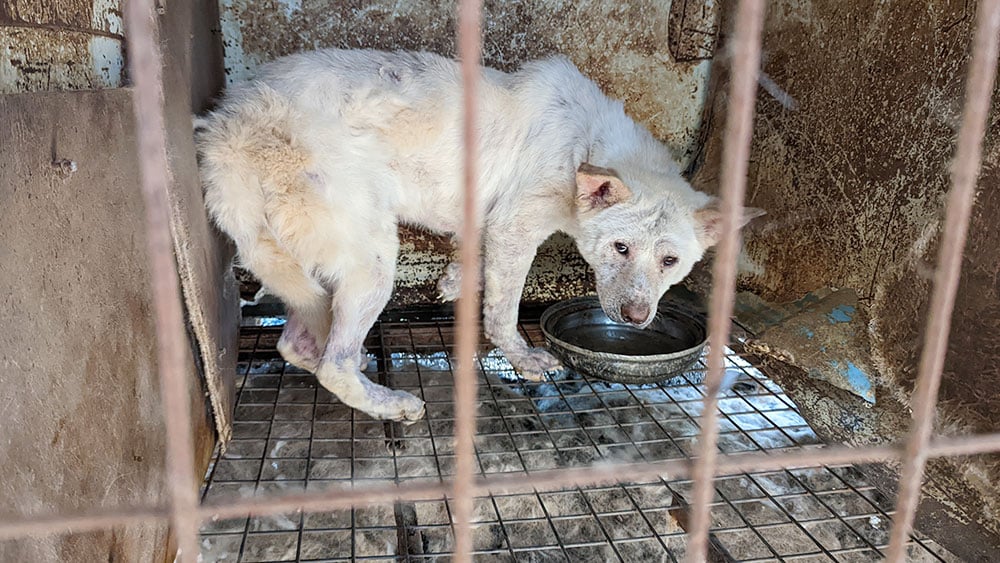 A Dog In A Cage Of Siheung Dog Meat Farm 1