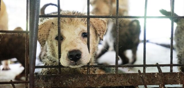 A Dog Meat Farm In Jeonju, Korea 2