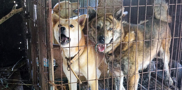 A dog meat farm in jeonju, korea 3