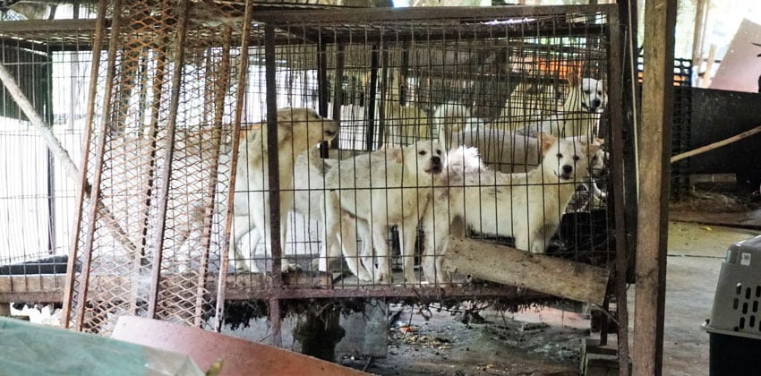 Jeonju Dog Meat Farm: 46 Dogs Going to Slaughter