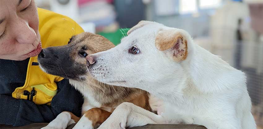 A dog shelter in Korea. 