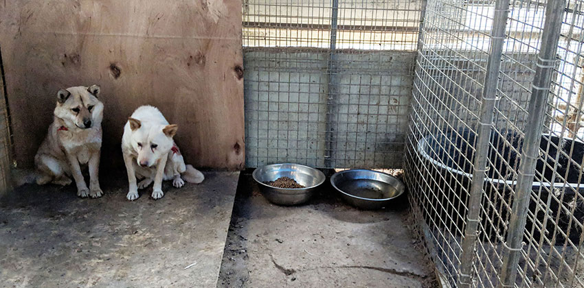 Shelter dogs in Korea