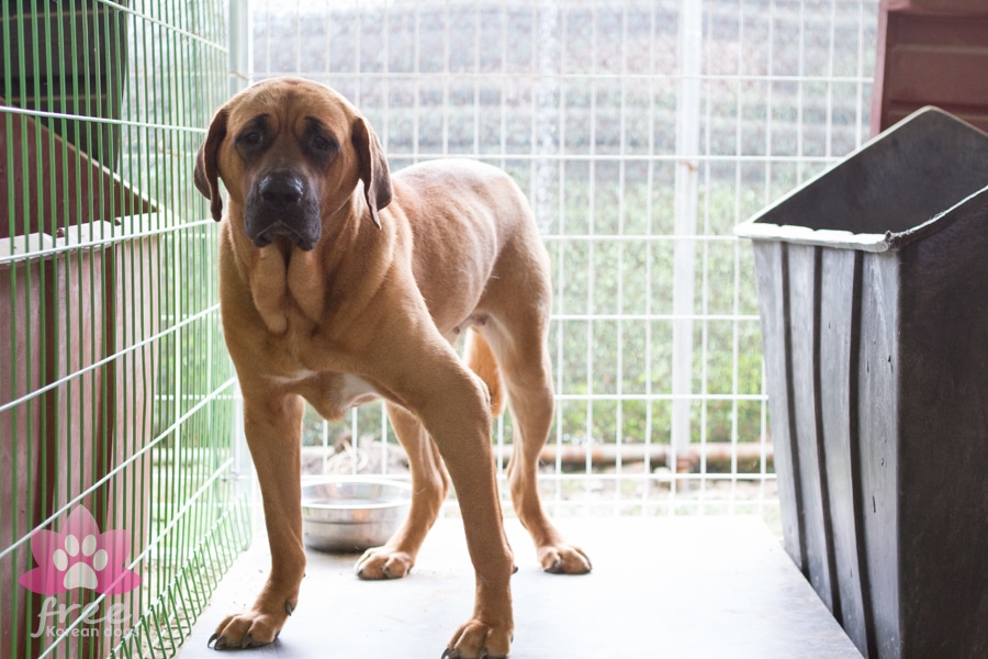 Gucci at a shelter in Korea