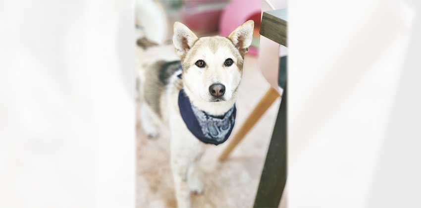 Adel 2 is a Medium Female Jindo mix Korean rescue dog