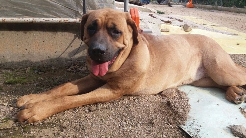 Adel is a Large Female Dosa Korean rescue dog