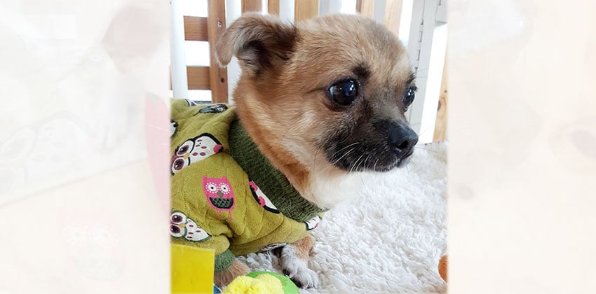 Aeng-Doo is a Small Female Chihuahua mix Korean rescue dog