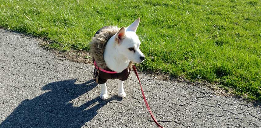 Aeng-doo is a Small Female Chihuahua mix Korean rescue dog