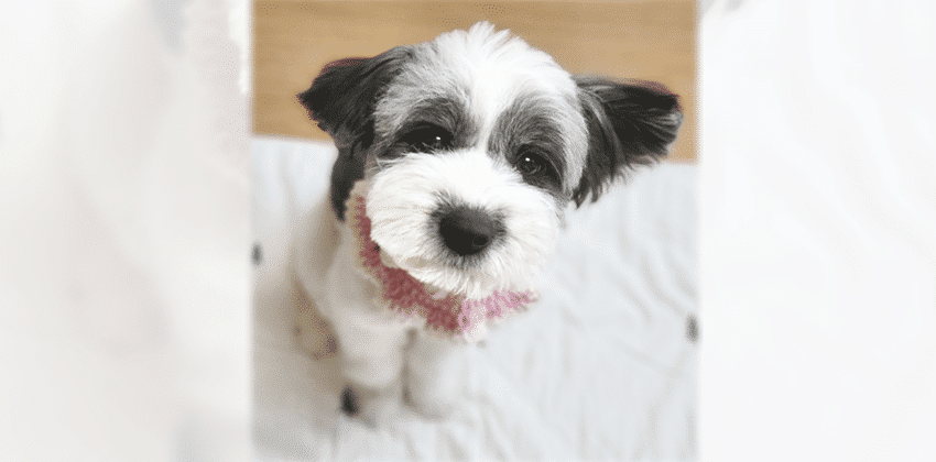 Aga 3 is a Small Female Terrier mix Korean rescue dog