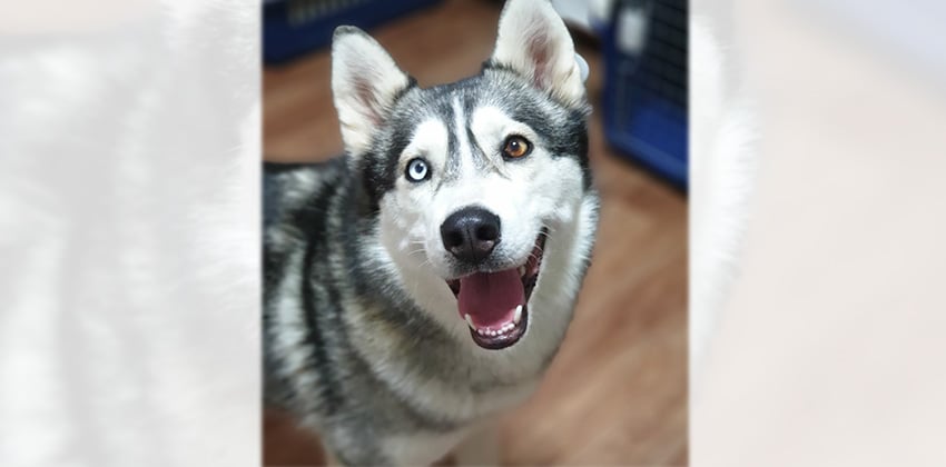 Aga is a Large Female Husky mix Korean rescue dog