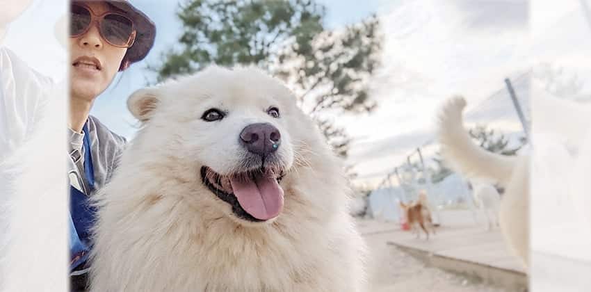 Ahchim is a Medium Male Samoyed Korean rescue dog