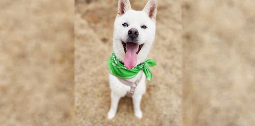 Aiden is a Medium Male Jindo mix Korean rescue dog