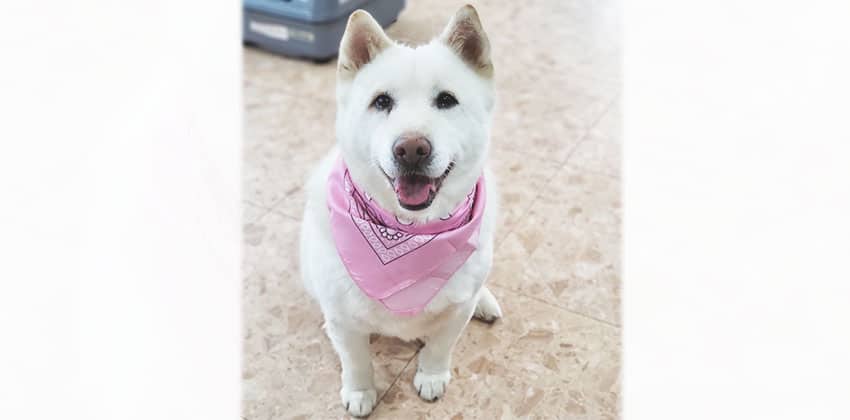 Aji is a Medium Male Jindo mix Korean rescue dog