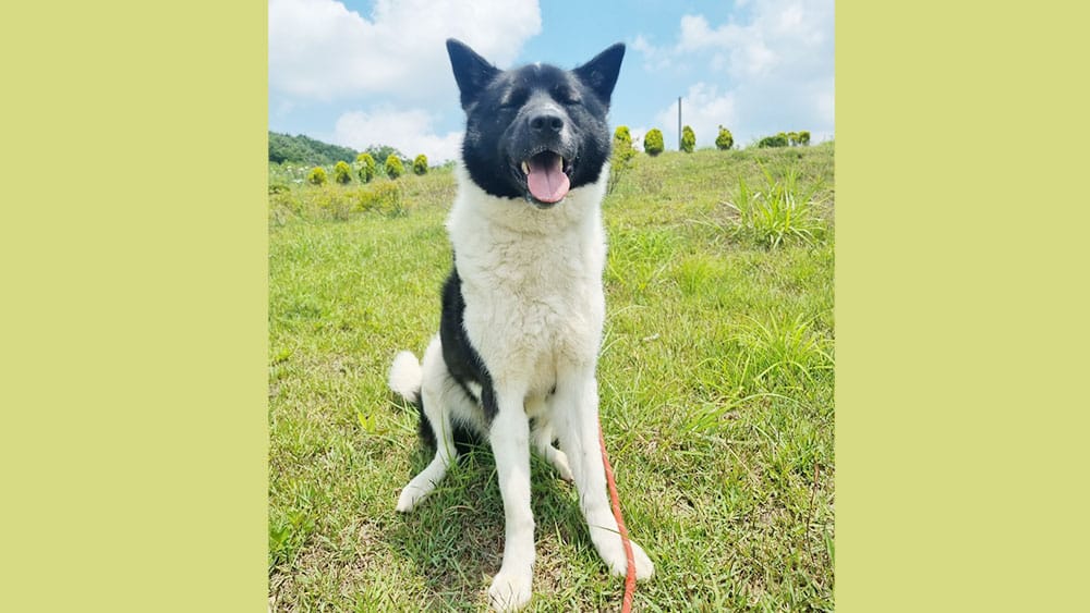 Korean akita best sale