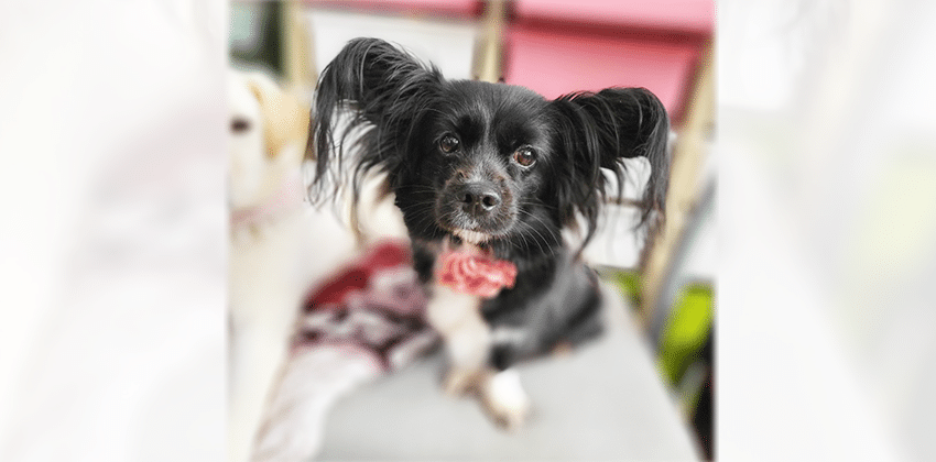 Aki is a Small Female Papillon mix Korean rescue dog