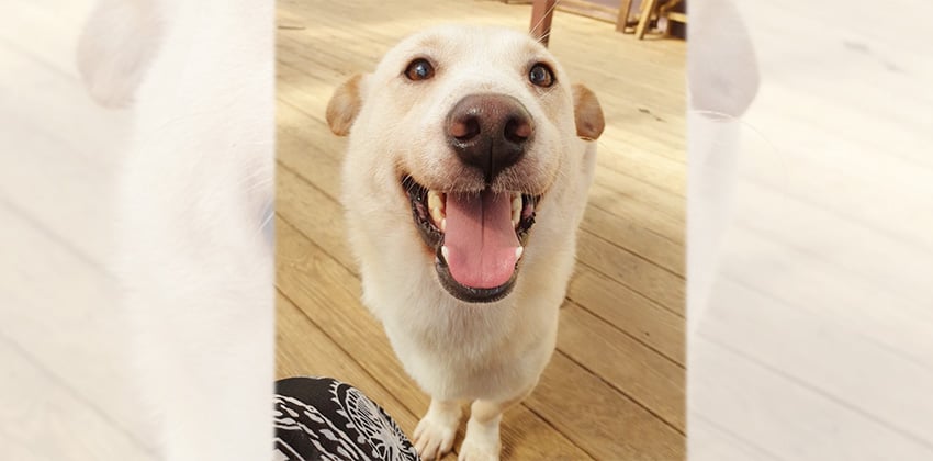 Albert is a Medium Male Jindo mix Korean rescue dog