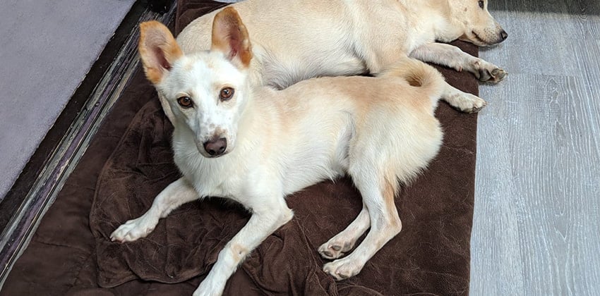 Alex is a Small Male Jindo mix Korean rescue dog