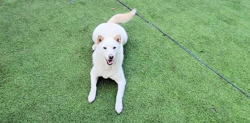 Alice is a Medium Female Jindo Korean rescue dog