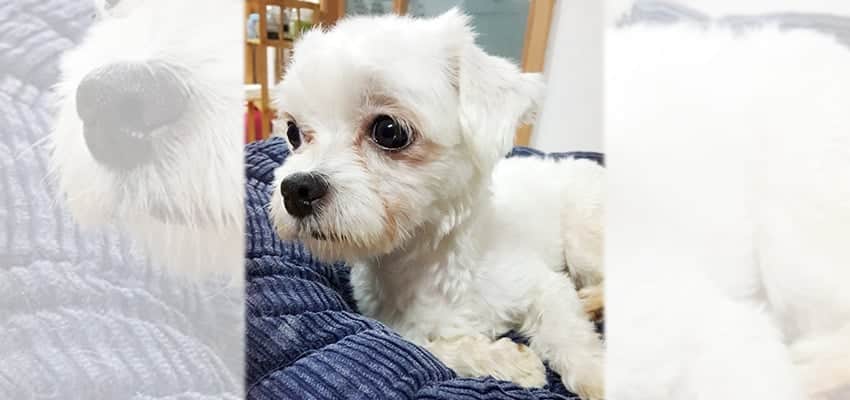 Alkong 2 is a Small Male Maltese Korean rescue dog