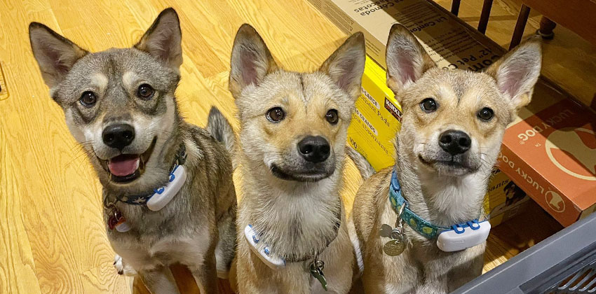 Allie, Hali and Eevee, Korean rescues