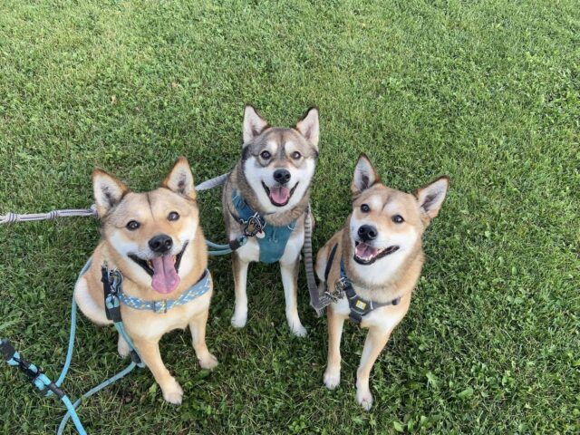 Ally, Berry,