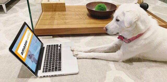 Dog shopping Amazon on a laptop