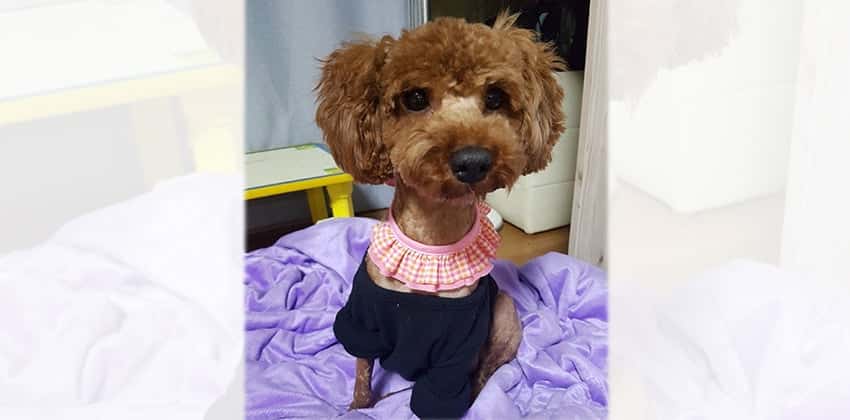 Amelie is a Small Female Poodle Korean rescue dog