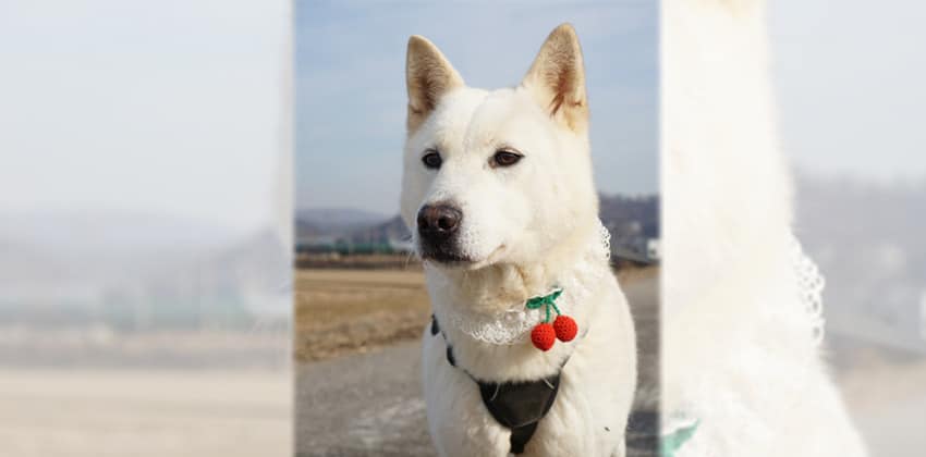 Amie is a Medium Female Jindo mix Korean rescue dog