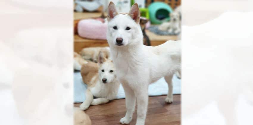 Amy is a Medium Female Jindo mix Korean rescue dog