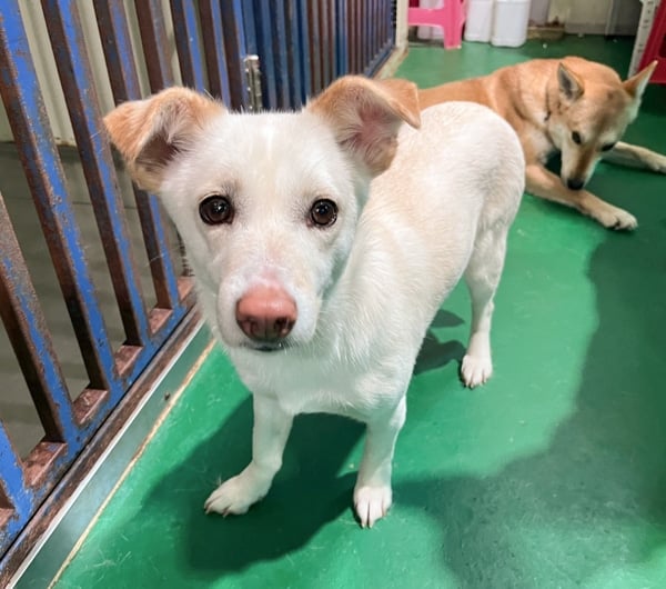 Andong at a dog shelter in Korea.