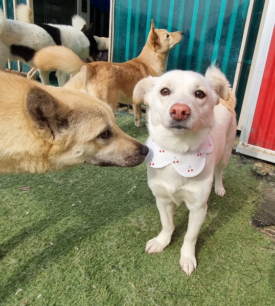 Andong at a dog shelter in Korea.