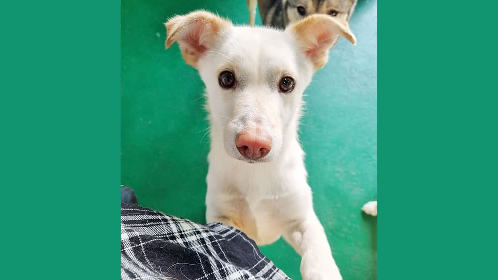 Andong is a Medium Male Mixed Korean rescue dog