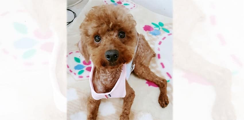Andy is a Small Male Poodle Korean rescue dog