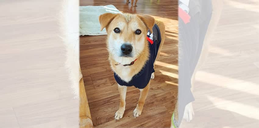 Andy 2 is a Medium Male Jindo mix Korean rescue dog