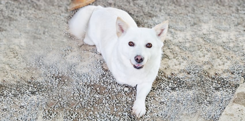 Anna is a Small Female Jindo mix Korean rescue dog