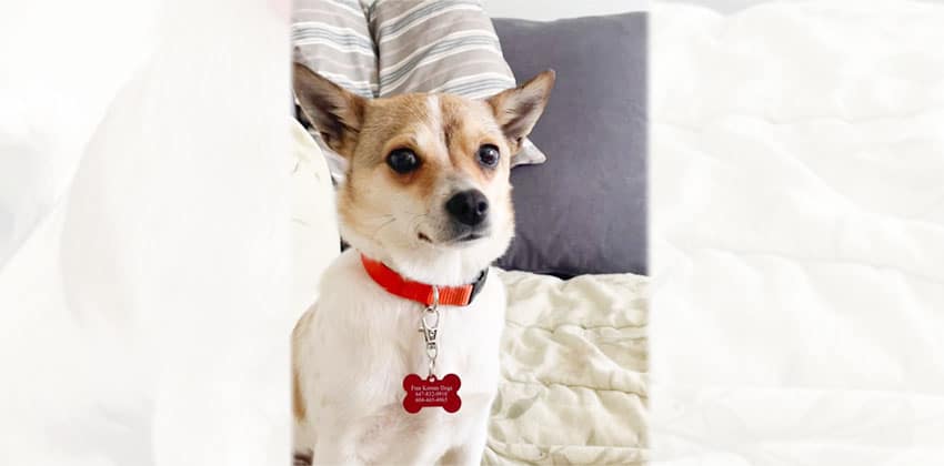 Annie is a Small Female Chihuahua mix Korean rescue dog