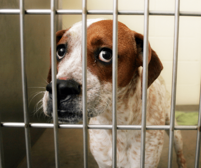 Anxious Dog In A Cage