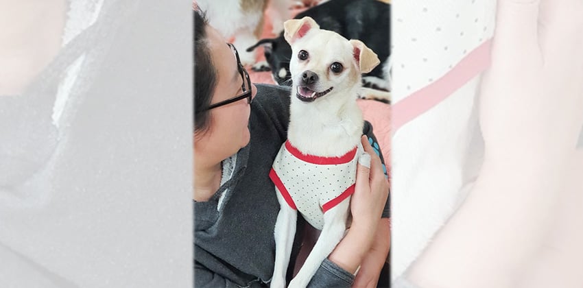April is a Small Female Chihuahua mix Korean rescue dog