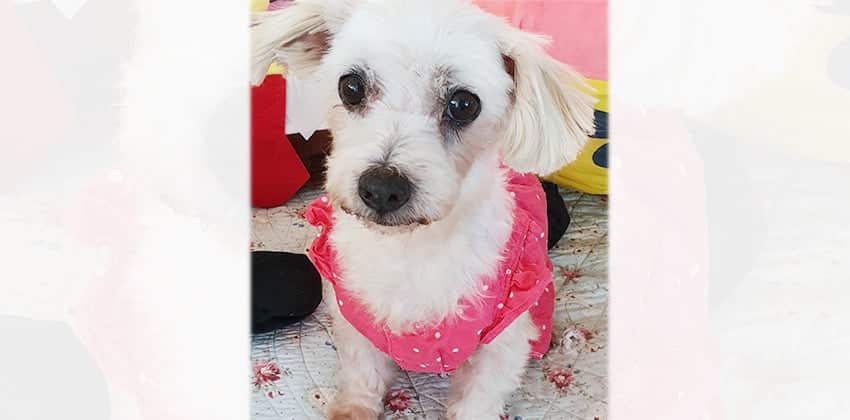 Ara is a Small Female Maltese Korean rescue dog