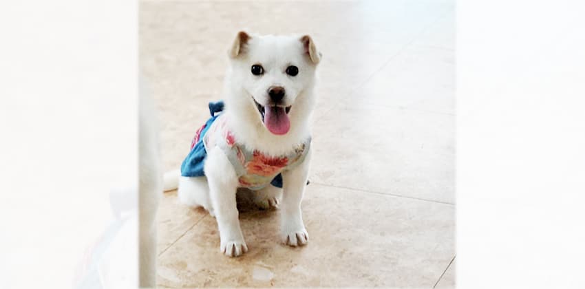Ara 2 is a Small Female Mixed Korean rescue dog