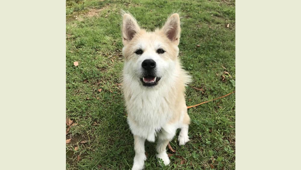 Archie is a Small Male Welsh Corgi mix Korean rescue dog