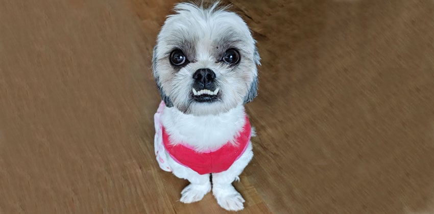 Archie is a Small Male Shihtzu Korean rescue dog