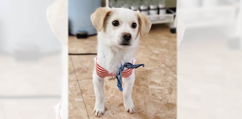 Arjoon is a Small Male Mixed Korean rescue dog