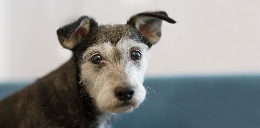 Arri is a Small Female Schnauzer miniature mix Korean rescue dog