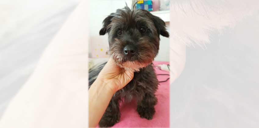 Audrey is a Small Female Schnauzer mix Korean rescue dog