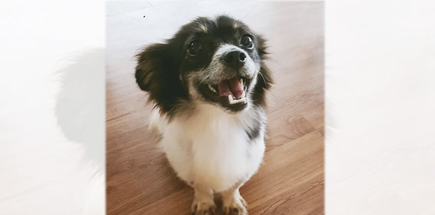 Aurora is a Medium Female Papillon mix Korean rescue dog