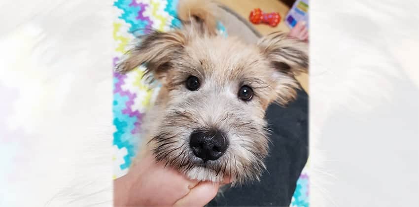 Austin is a Medium Male Terrier mix Korean rescue dog